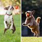 🔥 -50% Heute 🐶🎾 Intelligenter Interaktiver Hüpfball für Haustiere