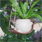 🔥2 kaufen, 10 % sparen💝Smiley-Gesicht-Pflanztopf